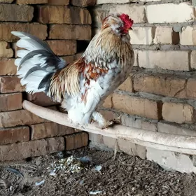 karlik horaz towuklar