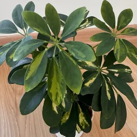 цветы разные