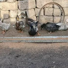 Ördek towuk induk jüje gus