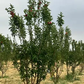 miweli bağlar tayyn biznes