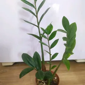 замиокулькас