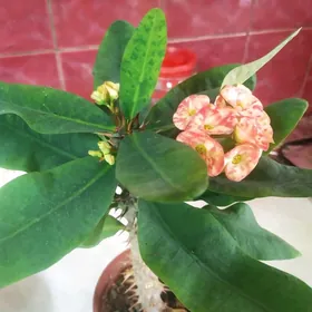 молочай Миля