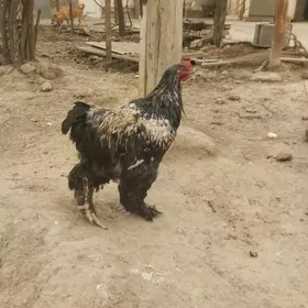 брама.гигант