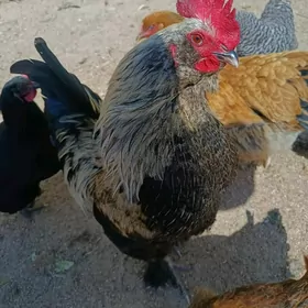 продажа кур