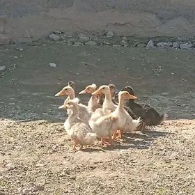 gibrit telpekli meydanyasylbas