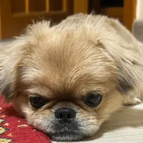 пекинес на спаривание