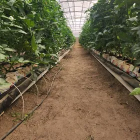 Teplitsa Yyladyşhana