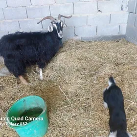 geji owlakli gowi ba