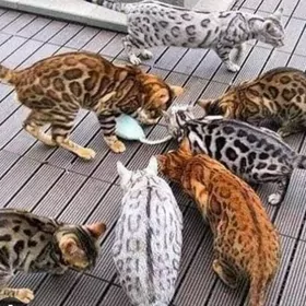 bengal pişik.bengal kotyata