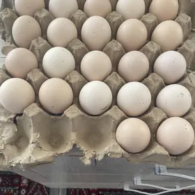 юмуртга брама