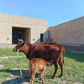 arassa burlat goleli sygyr