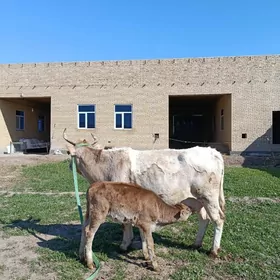 arassa siwet goleli sygyr