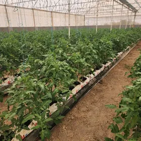 Yyladyšhana Teplissa