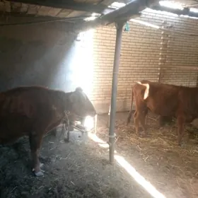 bakylýan sygyr we gulajyn