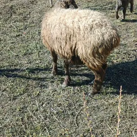 кузулы койун