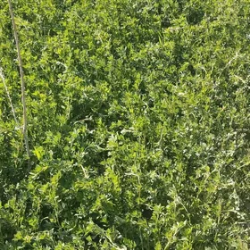 gok yorunja ol yorunja йорунжа