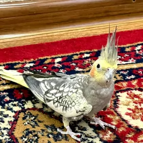 попугай корелла