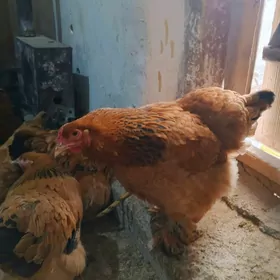 brama towuk yymrtgasy