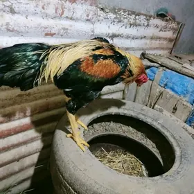 horaz Azil i wetnam towuk