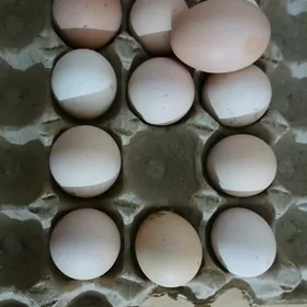 брама,гигант йумурта