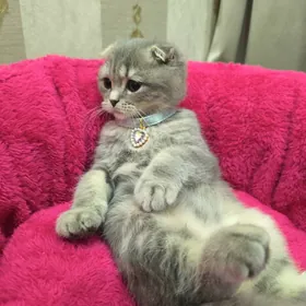 Шотландские котята