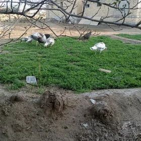 сатлык индук