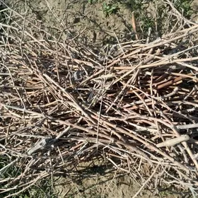 Üzüm çybyk odunlyk