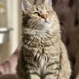 Ася, 6 месяцев