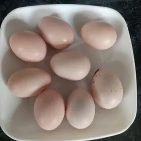 gigant towuk yumurtga