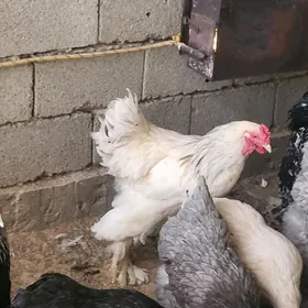 Brama towuk yumurtga ORGINAL