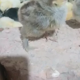 болгар жуже