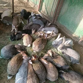 towşan flander кролик welikan