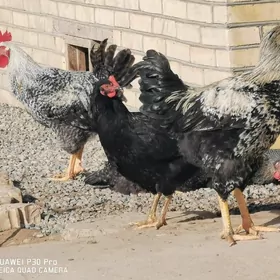 Gigant yumurta ygnap beryan