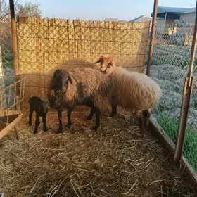 guzuly goýun we ýeke goyun