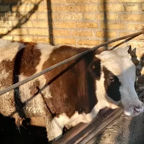 Окузлер/ Öküzler