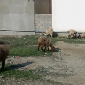 токлы гоюн гечи чебиш