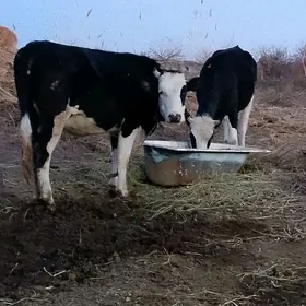 яраволиски