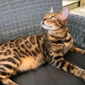 şatlan dik gulak Wislouhy