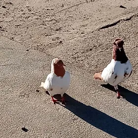 Монах кепдери