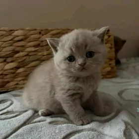 шотландский прямушка