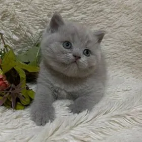 шотландский катята