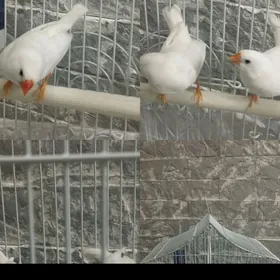 домашние птички