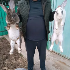 towsan krolik welikan великан