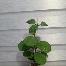 ХОЙЯ ОБОВАТА СПЛЕШ