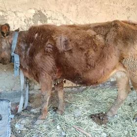 богоз сыгыр