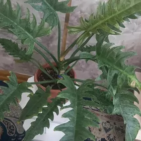 комнатные цветы