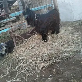 serkeler we geçiler