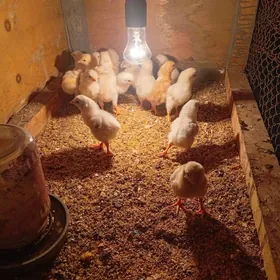 байсовый.  жуже