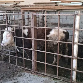 Gole Okuzce 1ÿas 2aÿ