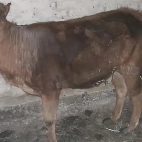 gulajyn (tüwe) göle